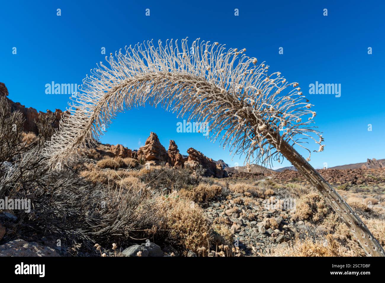 Wired Wildpret'S Bugloss (Echium wildpretii), Caldera de las Cañadas, un enorme cratere vulcanico, Parco Nazionale del Teide, Parque Nacional del Teide, T. Foto Stock