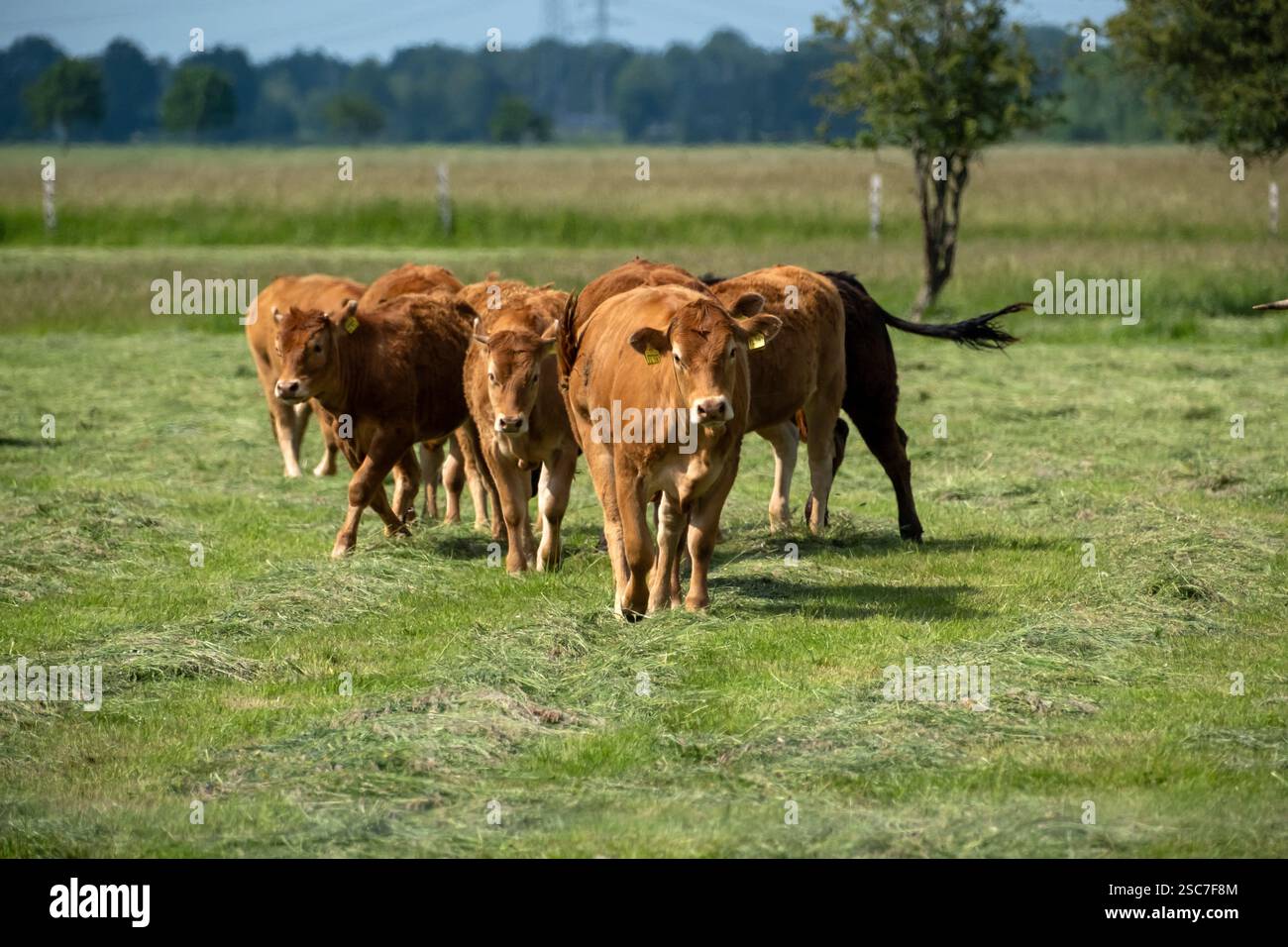 13.06.2021, Germania, bassa Sassonia, Eissel - paesaggio pianeggiante della Germania settentrionale con bestiame Limousin. 00A210613D145CAROEX.JPG [VERSIONE DEL MODELLO: NON APPLICABILE, Foto Stock