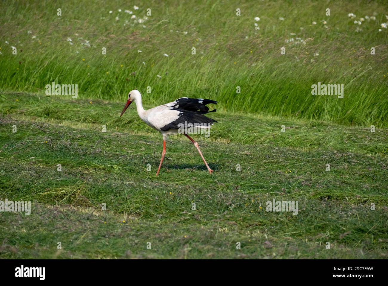 13.06.2021, Germania, bassa Sassonia, Eissel - cicogna bianca che si forgia nel prato di un contadino. 00A210613D222CAROEX.JPG [VERSIONE DEL MODELLO: NON APPLICABILE, PROPERTY Foto Stock