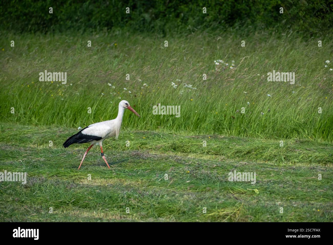 13.06.2021, Germania, bassa Sassonia, Eissel - cicogna bianca che si forgia nel prato di un contadino. 00A210613D211CAROEX.JPG [VERSIONE DEL MODELLO: NON APPLICABILE, PROPERTY Foto Stock
