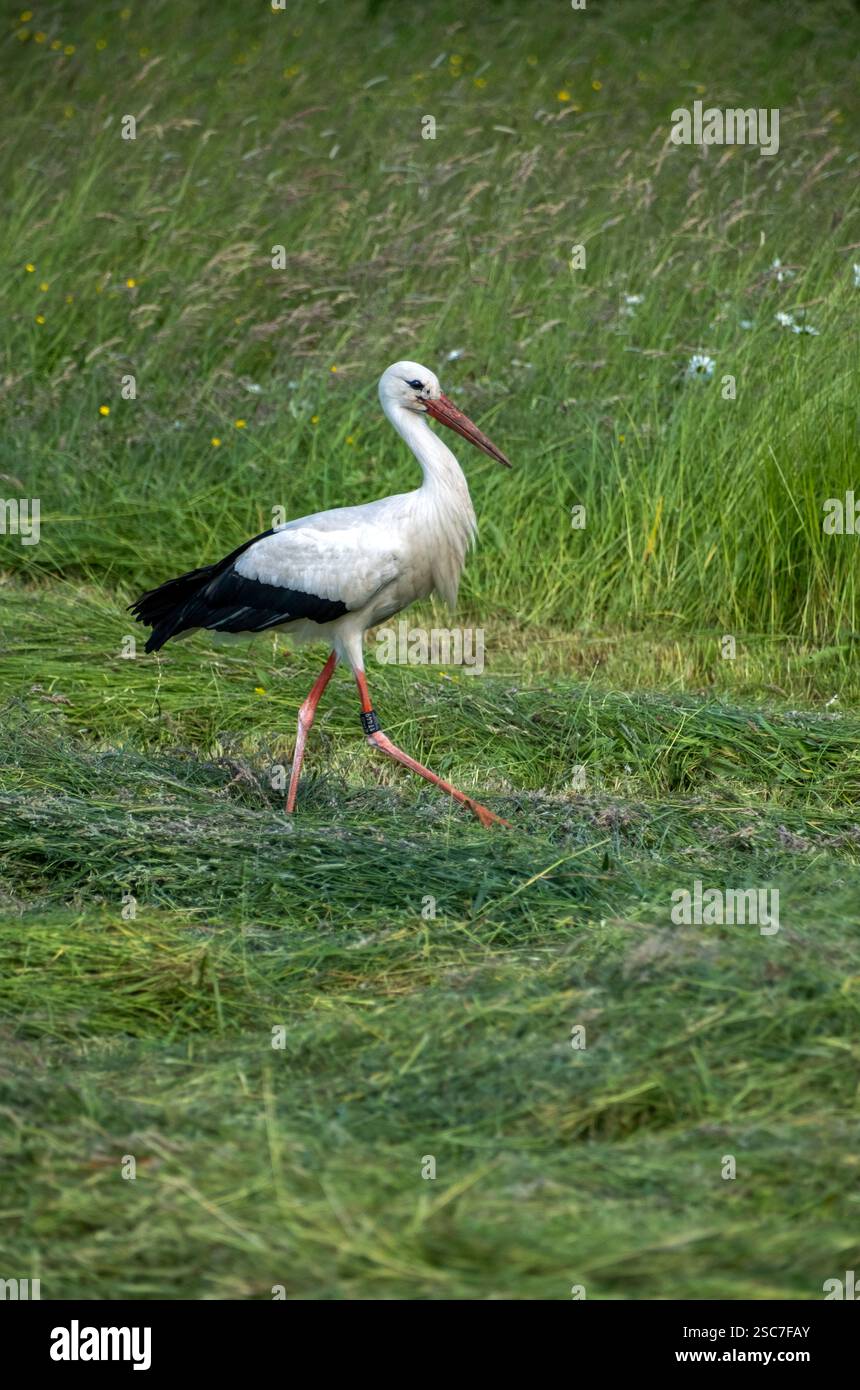 13.06.2021, Germania, bassa Sassonia, Eissel - cicogna bianca che si forgia nel prato di un contadino. 00A210613D217CAROEX.JPG [VERSIONE DEL MODELLO: NON APPLICABILE, PROPERTY Foto Stock