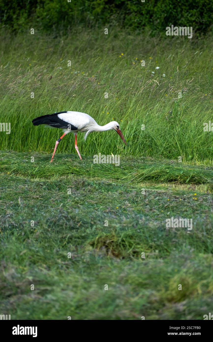 13.06.2021, Germania, bassa Sassonia, Eissel - cicogna bianca che si forgia nel prato di un contadino. 00A210613D212CAROEX.JPG [VERSIONE DEL MODELLO: NON APPLICABILE, PROPERTY Foto Stock