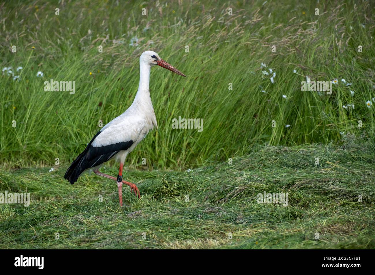13.06.2021, Germania, bassa Sassonia, Eissel - cicogna bianca che si forgia nel prato di un contadino. 00A210613D219CAROEX.JPG [VERSIONE DEL MODELLO: NON APPLICABILE, PROPERTY Foto Stock