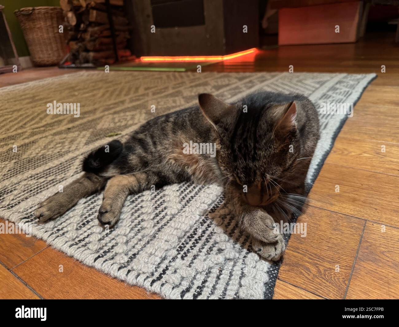 14.12.2024, Germania, bassa Sassonia, Heidenau - gatto domestico su un tappeto nel soggiorno che lecca le zampe. 00A241214D006CAROEX.JPG [VERSIONE MODELLO: N. Foto Stock