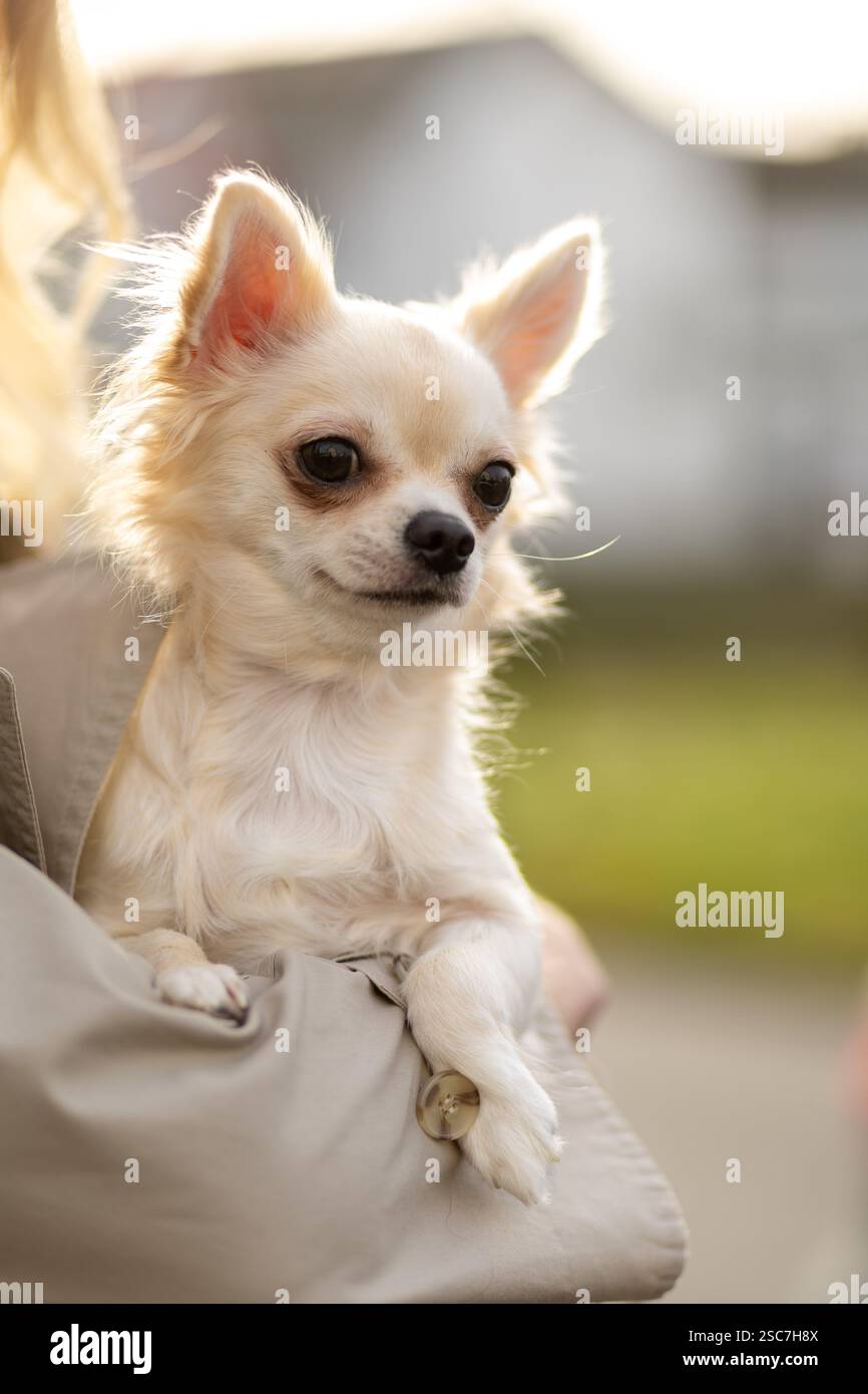 Borraccia Chihuahua: La Compagna Perfetta Per Chi Non Può Vivere Senza Il Suo Amico A Quattro Zampe! 500ml Di Stile E Praticità