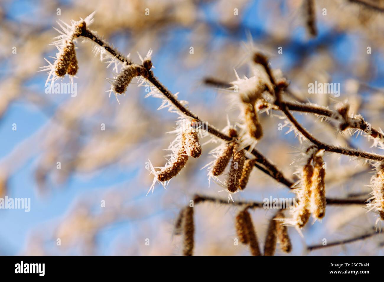 Cespuglio di nocciole (Corylus avellana, nocciola comune, cespuglio di nocciola) con gatti maschi e hoarfrost in inverno Foto Stock
