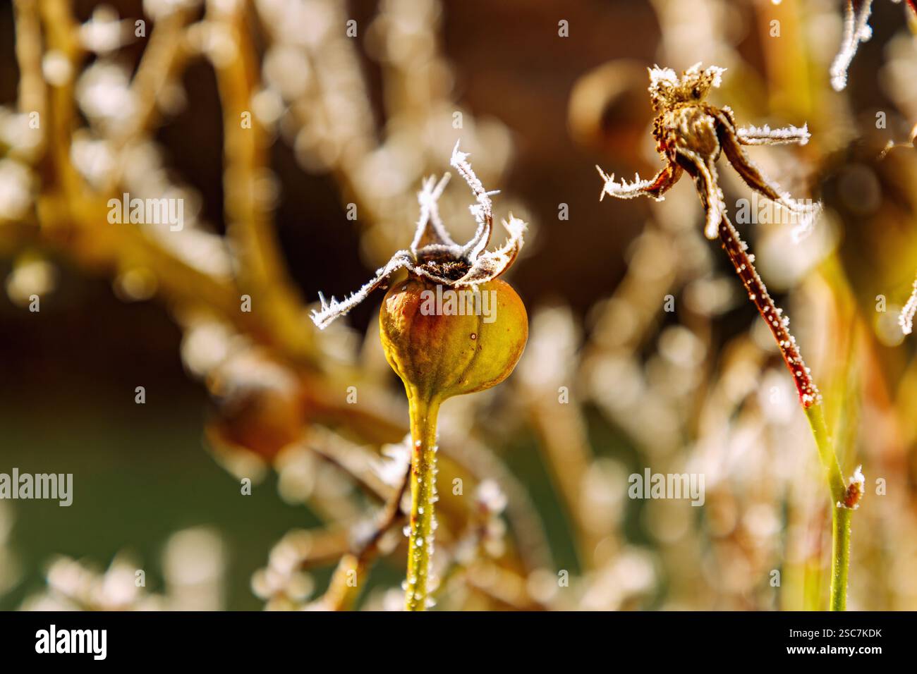 Rosa con rosa anche e hoarfrost in inverno Foto Stock