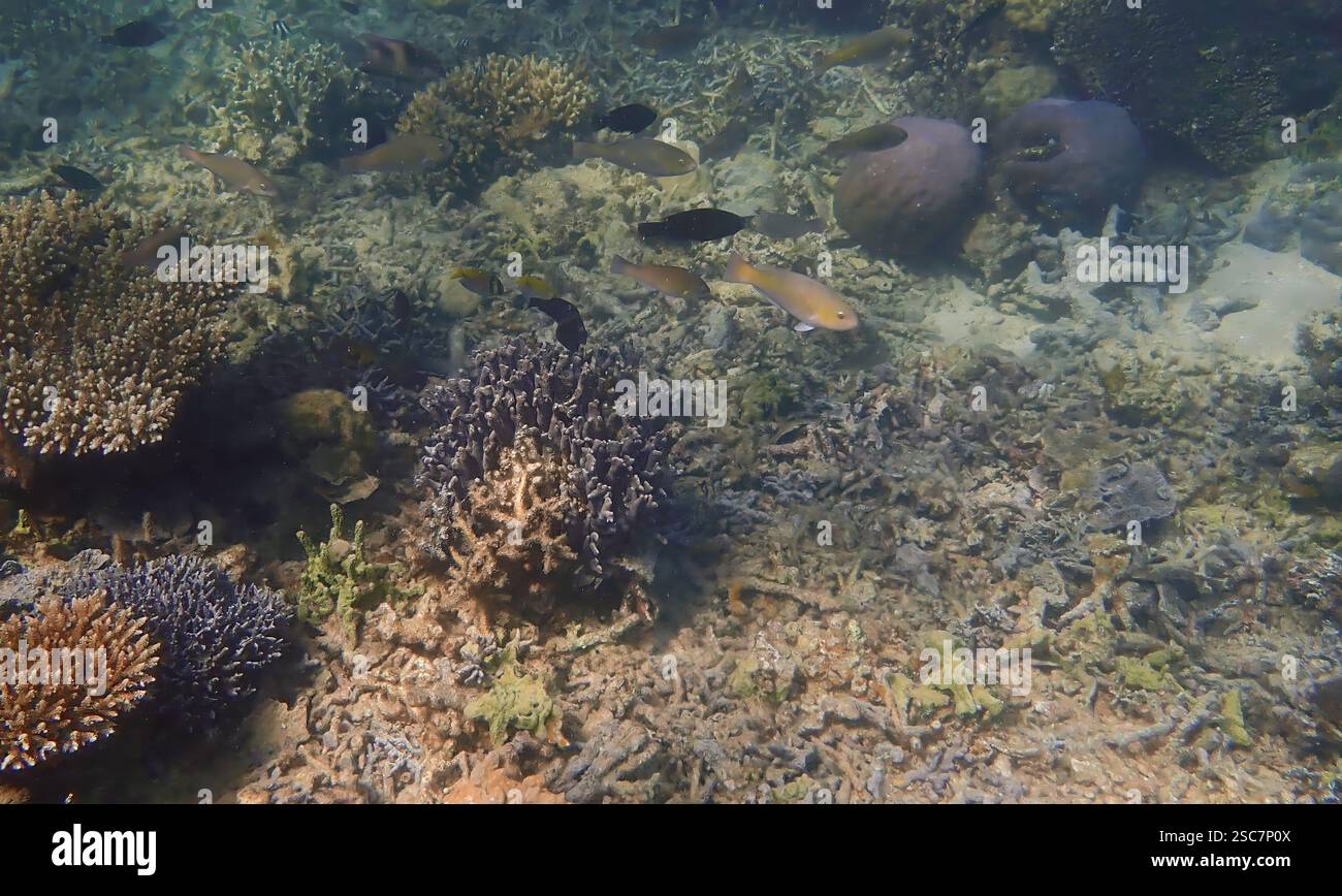Vivace barriera corallina con coralli vivi e morti, circondata da pesci della barriera corallina a Bawean Island, Giava orientale, Indonesia Foto Stock