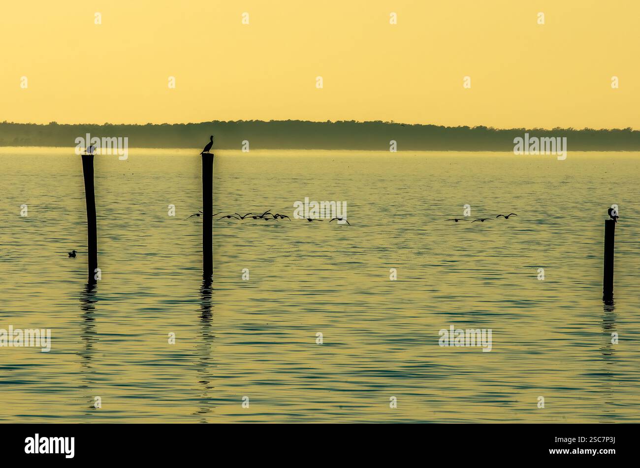 Sagome di uccelli appollaiate su pali di legno in un lago calmo durante la luce dorata del mattino. Foto Stock