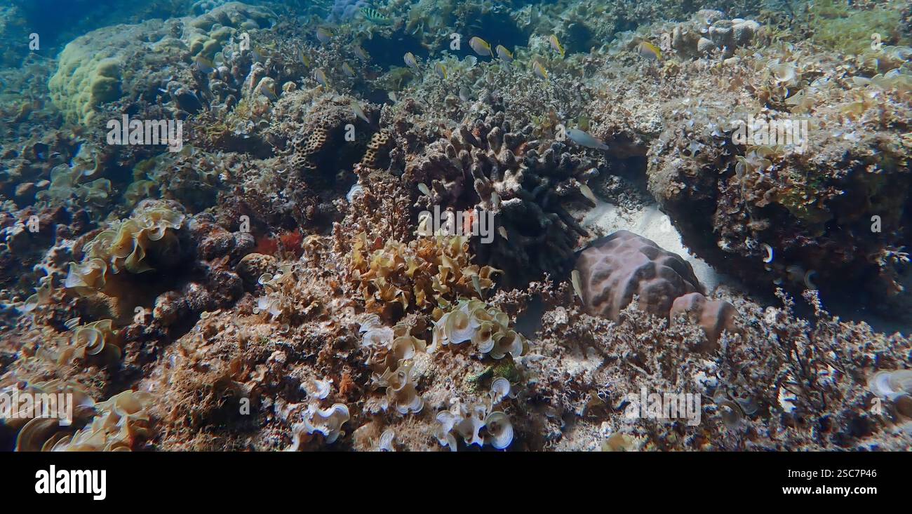 Vivace barriera corallina con coralli vivi e morti, circondata da pesci della barriera corallina a Bawean Island, Giava orientale, Indonesia Foto Stock