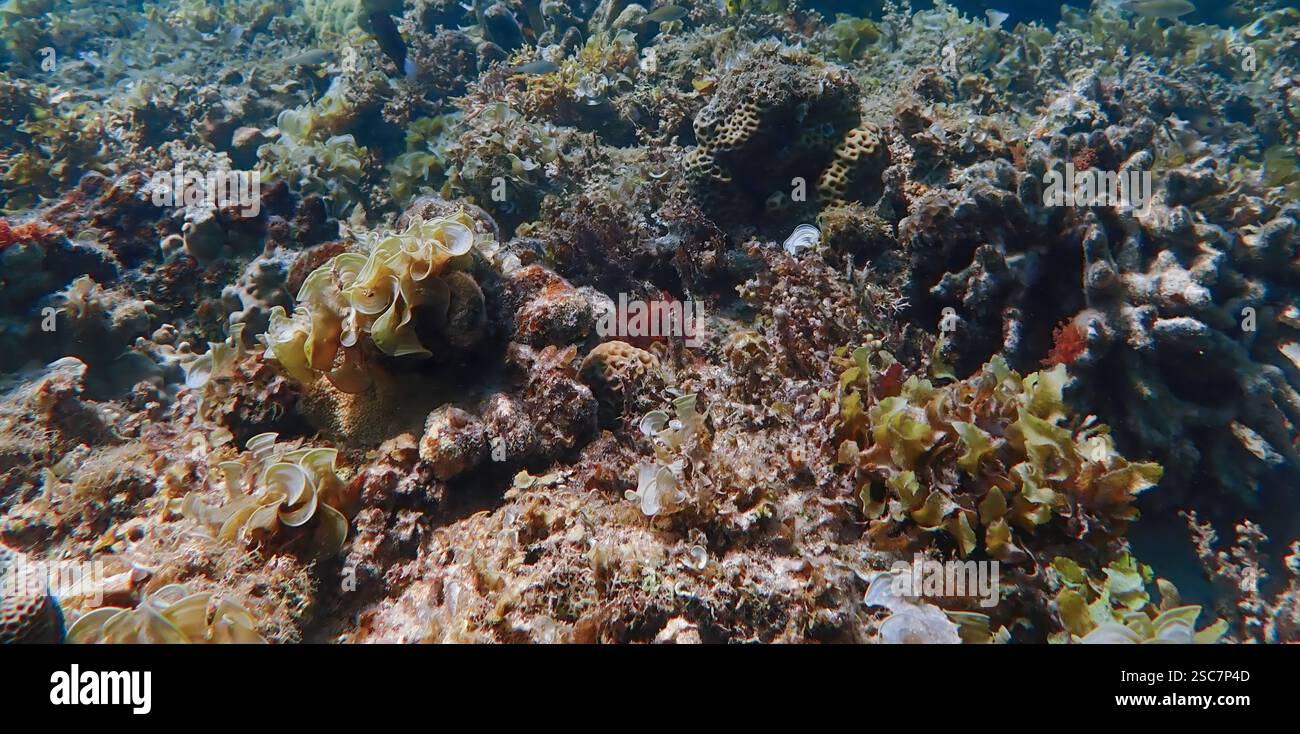 Vivace barriera corallina con coralli vivi e morti, circondata da pesci della barriera corallina a Bawean Island, Giava orientale, Indonesia Foto Stock