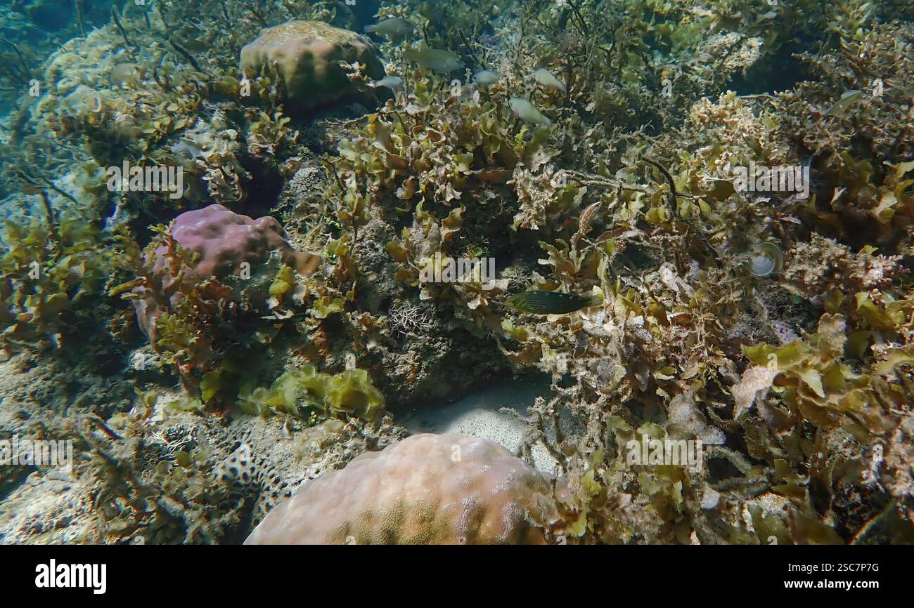 Vivace barriera corallina con coralli vivi e morti, circondata da pesci della barriera corallina a Bawean Island, Giava orientale, Indonesia Foto Stock