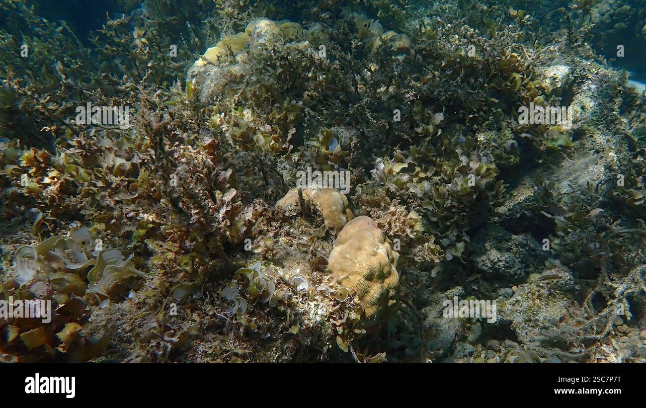 Vivace barriera corallina con coralli vivi e morti, circondata da pesci della barriera corallina a Bawean Island, Giava orientale, Indonesia Foto Stock