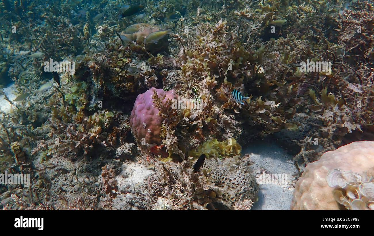 Vivace barriera corallina con coralli vivi e morti, circondata da pesci della barriera corallina a Bawean Island, Giava orientale, Indonesia Foto Stock