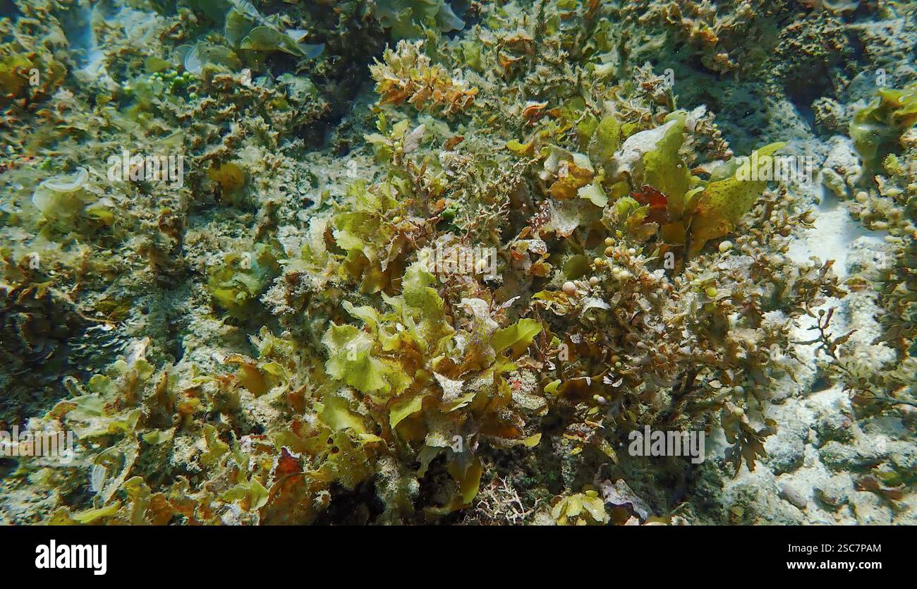 Vivace barriera corallina con coralli vivi e morti, circondata da pesci della barriera corallina a Bawean Island, Giava orientale, Indonesia Foto Stock