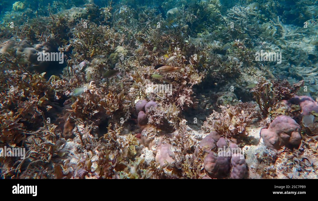 Vivace barriera corallina con coralli vivi e morti, circondata da pesci della barriera corallina a Bawean Island, Giava orientale, Indonesia Foto Stock