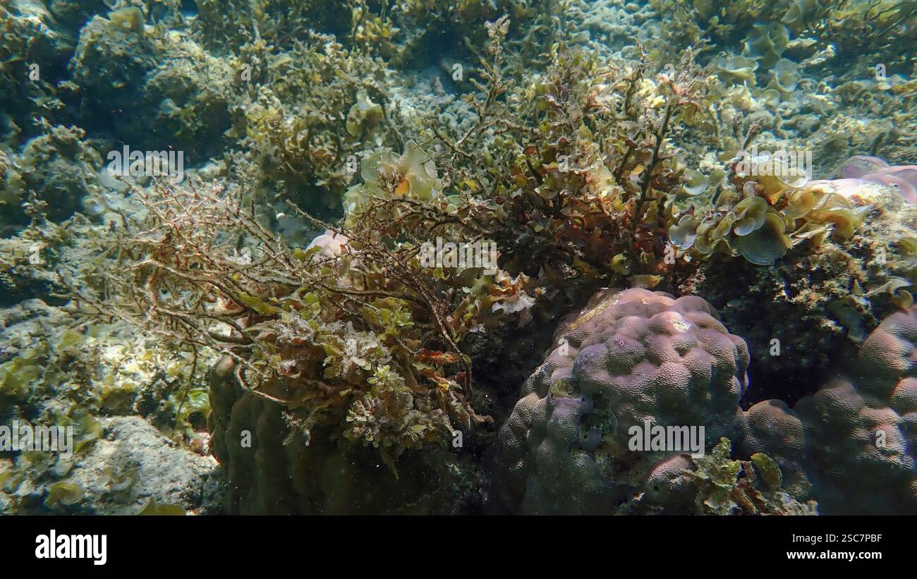 Vivace barriera corallina con coralli vivi e morti, circondata da pesci della barriera corallina a Bawean Island, Giava orientale, Indonesia Foto Stock