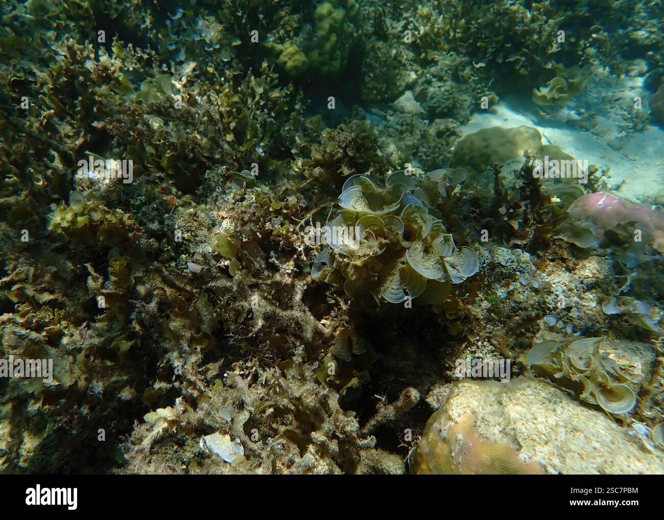 Vivace barriera corallina con coralli vivi e morti, circondata da pesci della barriera corallina a Bawean Island, Giava orientale, Indonesia Foto Stock