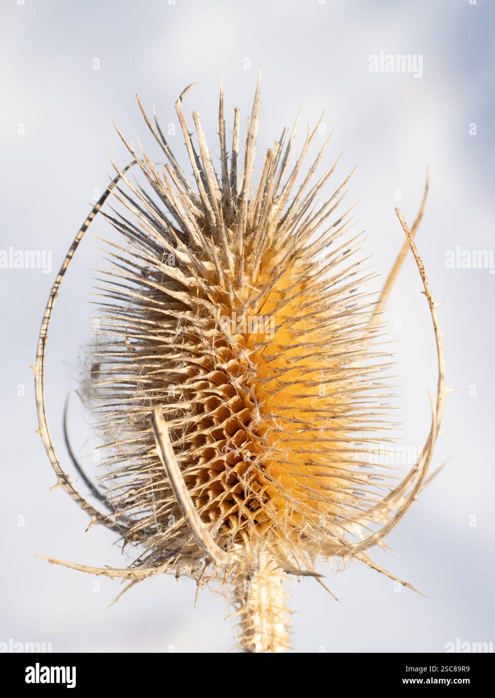 Primo piano di una teiera selvatica essiccata o di una testa di fiore più piena con neve sullo sfondo. Fotografato nel Sawhill Ponds Park vicino a Boulder, Colorado. Foto Stock