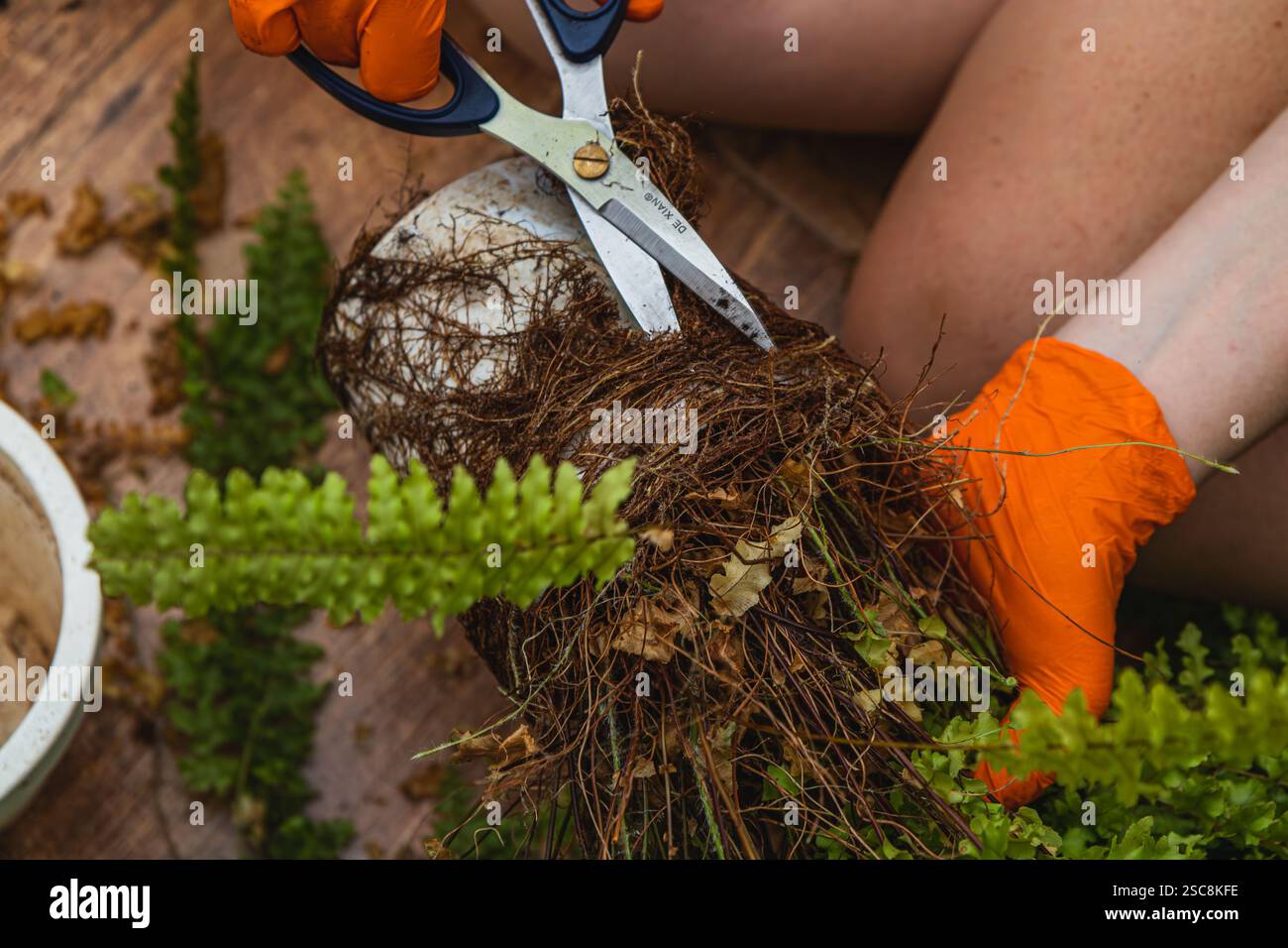Le mani che indossano i guanti arancioni rifiniscono accuratamente le radici durante il processo di riempimento. Il verde circostante aggiunge un tocco di natura, enfatizzando la gioia del nur Foto Stock
