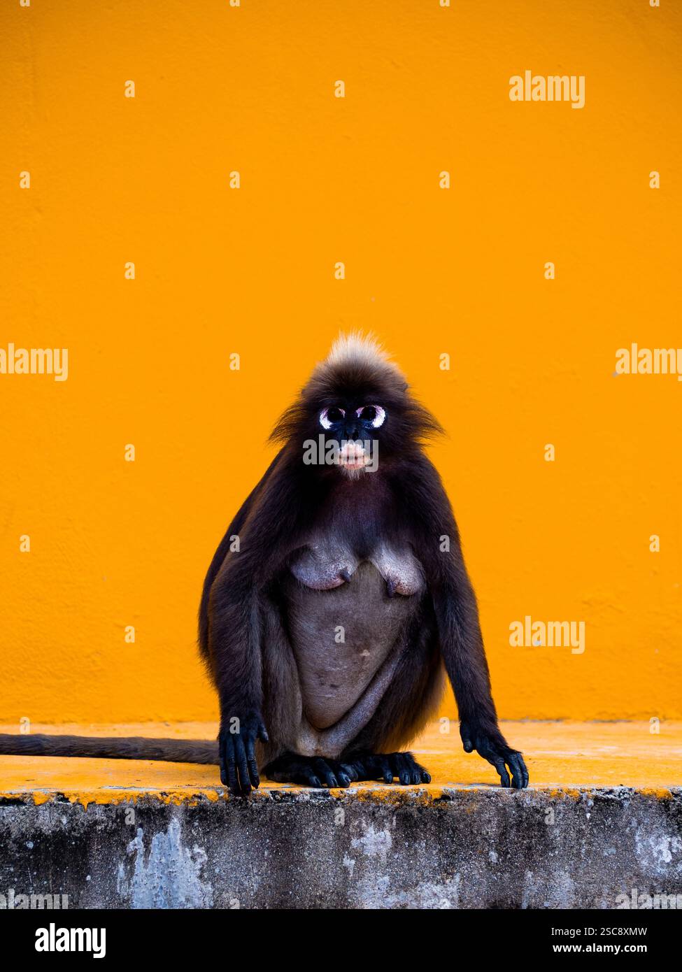 Scimmia a foglia duchessa seduta di fronte a uno sfondo arancione Foto Stock