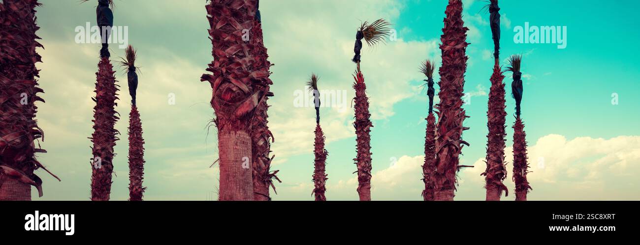 Tronchi di palma su uno sfondo di cielo blu. Striscione orizzontale Foto Stock