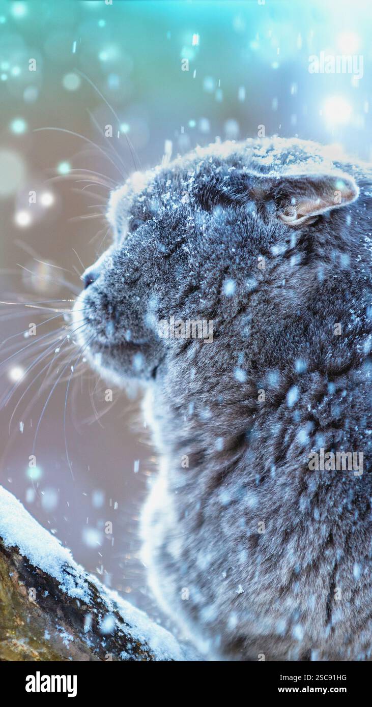 Gatto Blue British shorthair all'aperto in inverno. Il gatto è nella neve profonda alla tormenta. Striscione verticale Foto Stock