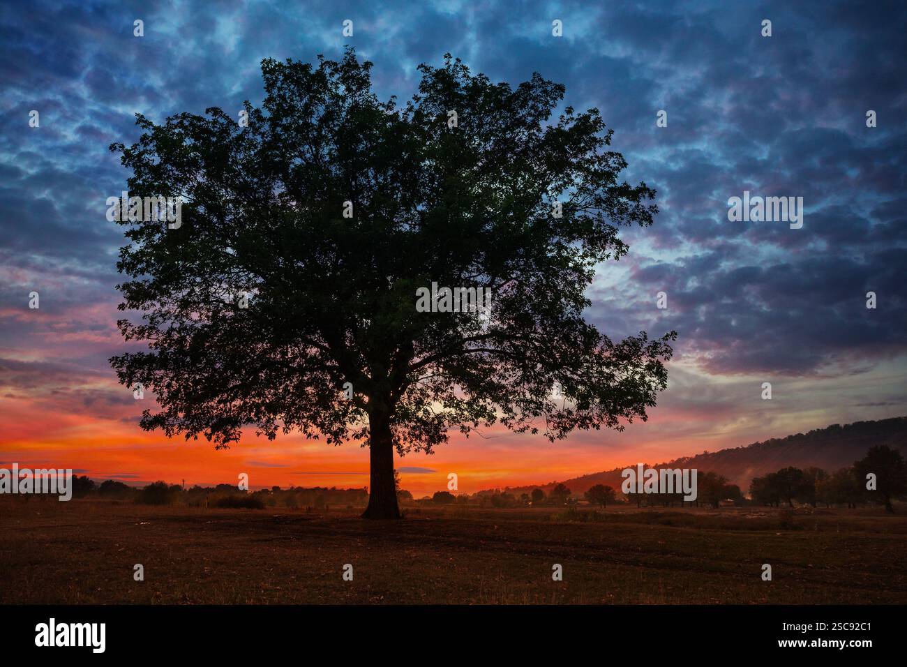 Vecchia quercia solitaria al tramonto in autunno Foto Stock