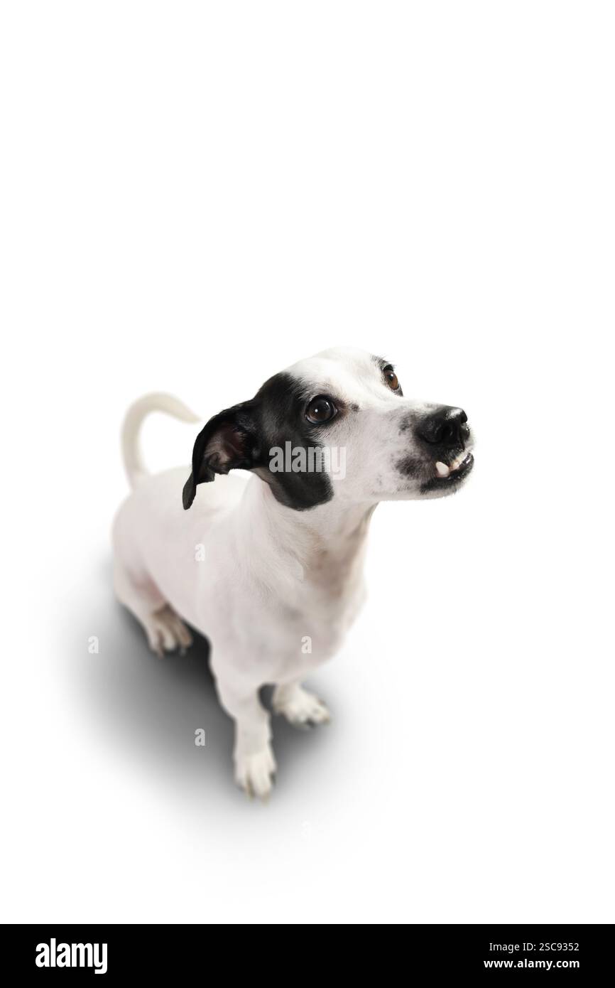 Un maschio in bianco e nero Jack Russell Terrier si siede su uno sfondo bianco, guardando verso l'alto. Catturato da una vista dall'alto verso il basso, mostrando il suo curioso e atten Foto Stock