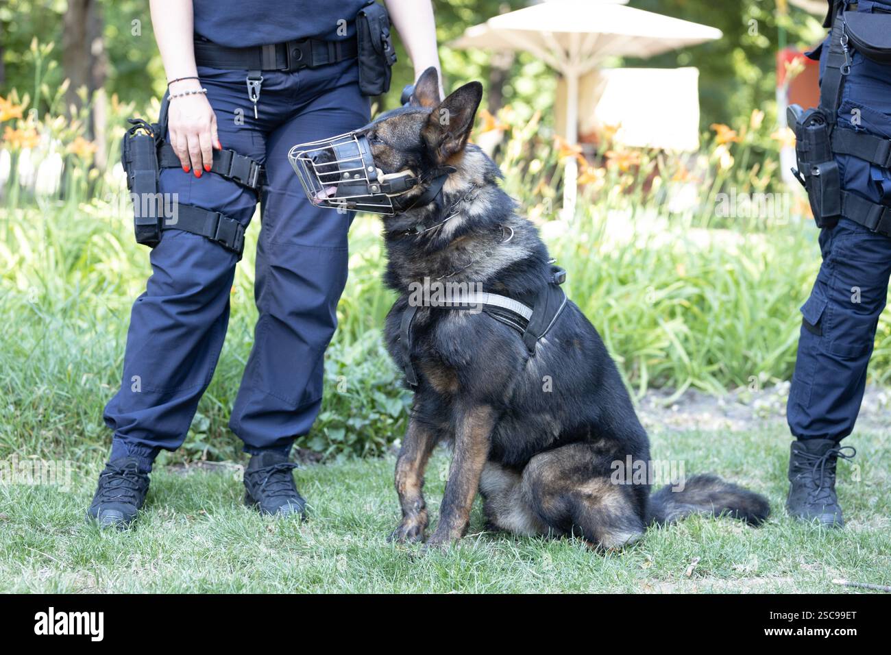 Un cane della polizia che indossa una museruola e viene maneggiato da un agente Foto Stock