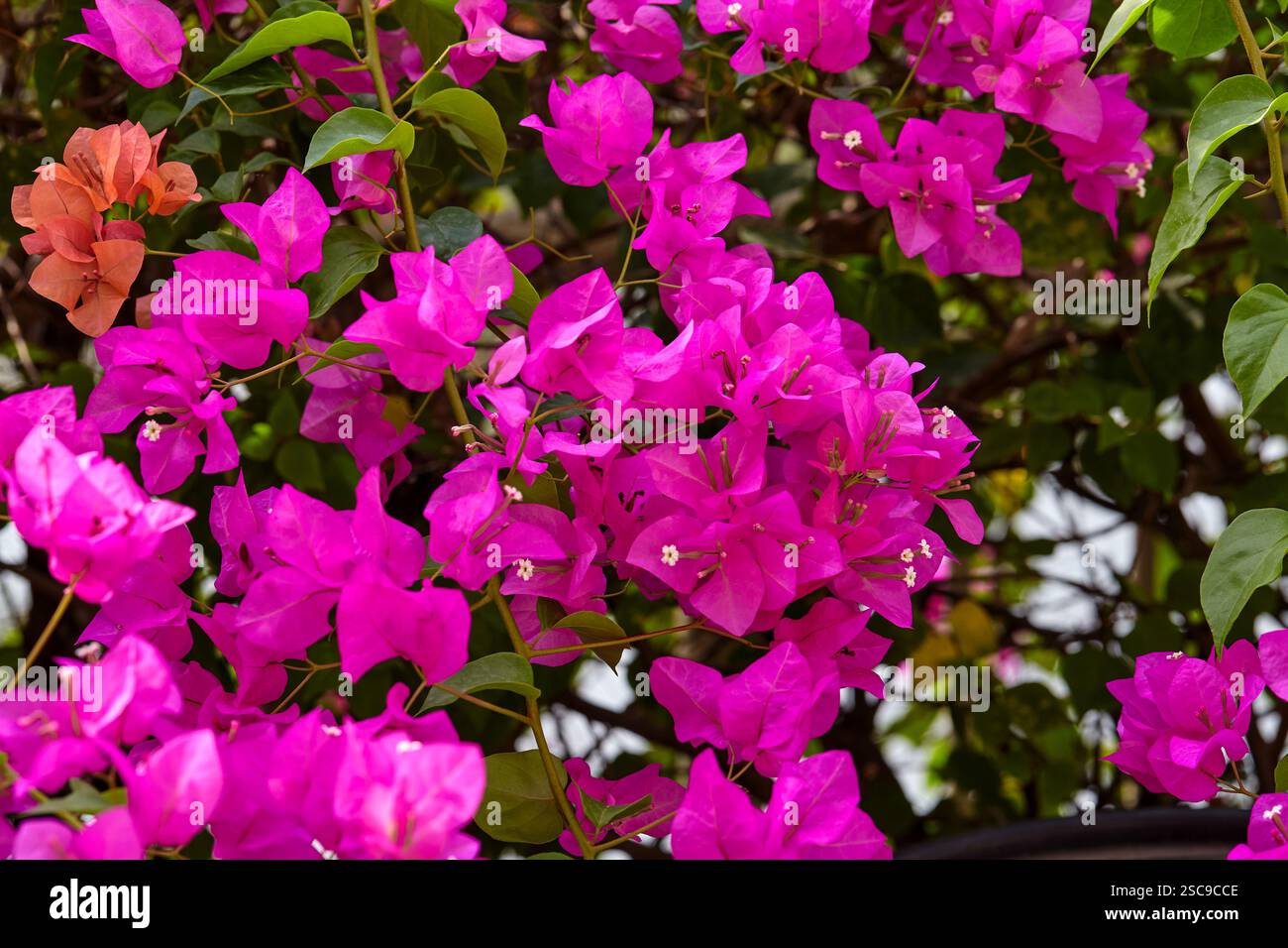 Vista ravvicinata del fiore di bouganville rosa che fiorisce sul ramo Foto Stock