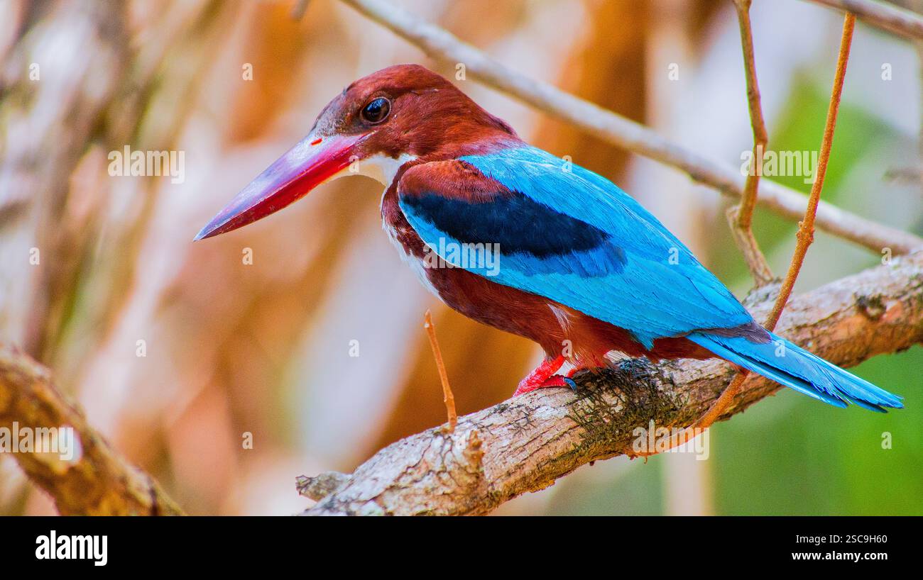 Kingfisher dalla gola bianca, Halcyon smyrnenis, Wilpattu National Park, Sri Lanka, Asia Foto Stock