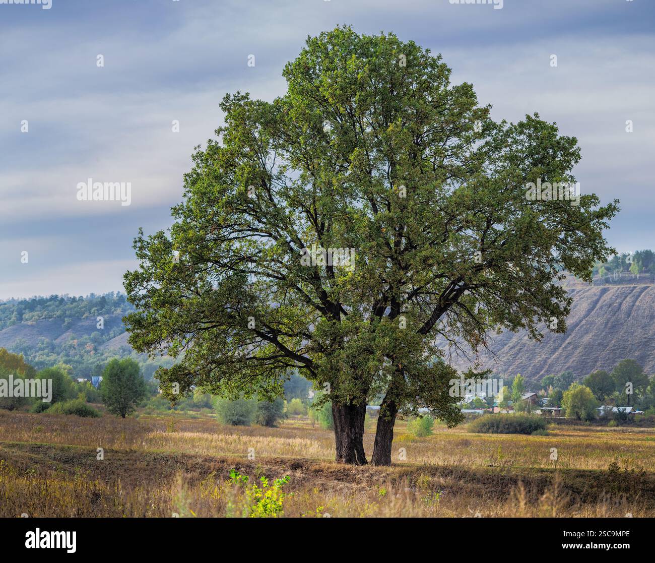 Il grande vecchio albero di quercia solitaria su un prato contro il cielo Foto Stock