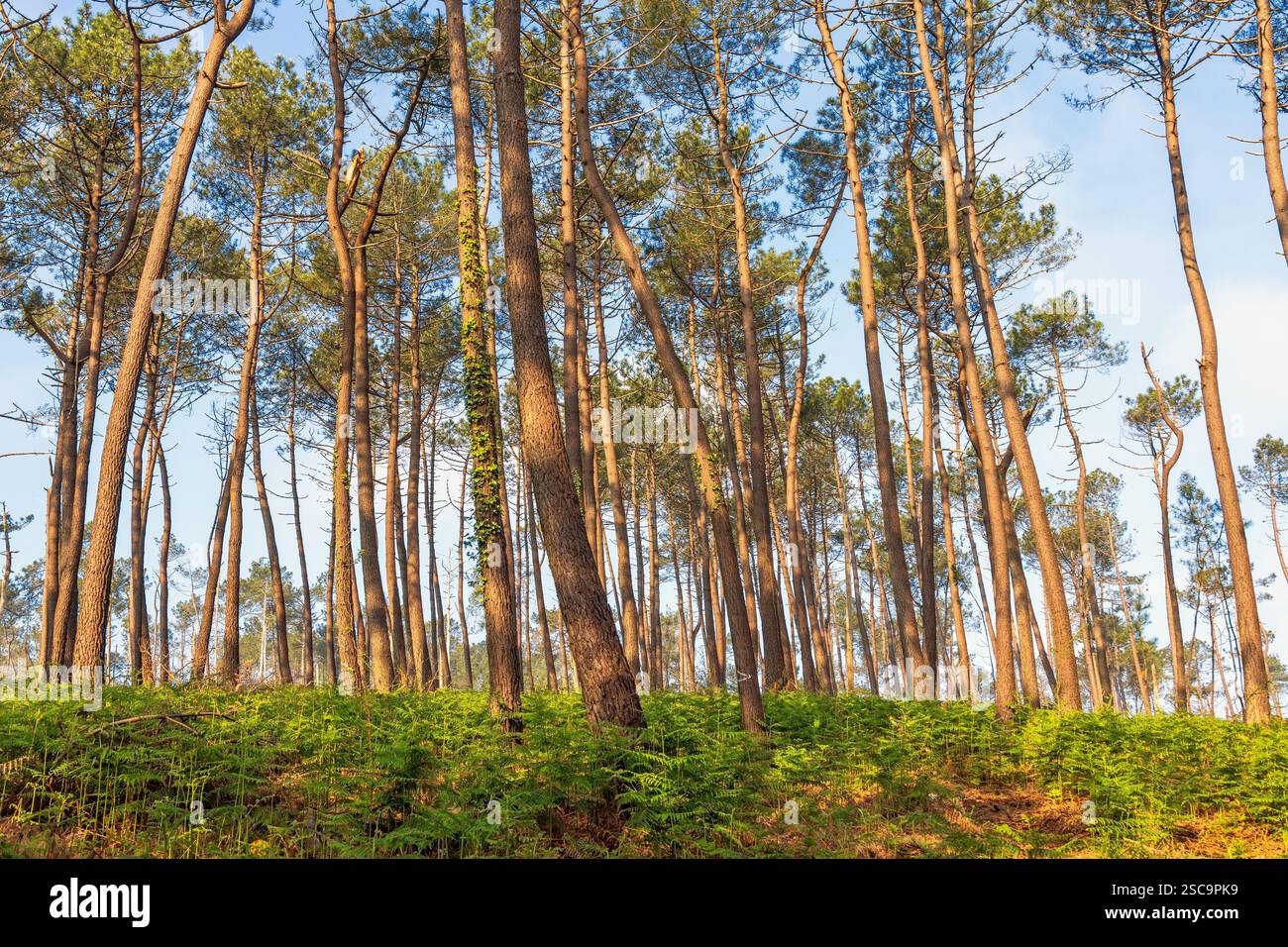 Bosco di pini con felci verdi sul fondo della foresta Foto Stock