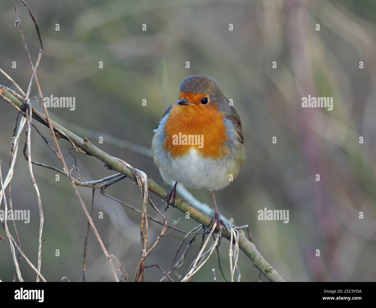 Robin erithacus Rubecula in Hederow febbraio Inverno Foto Stock