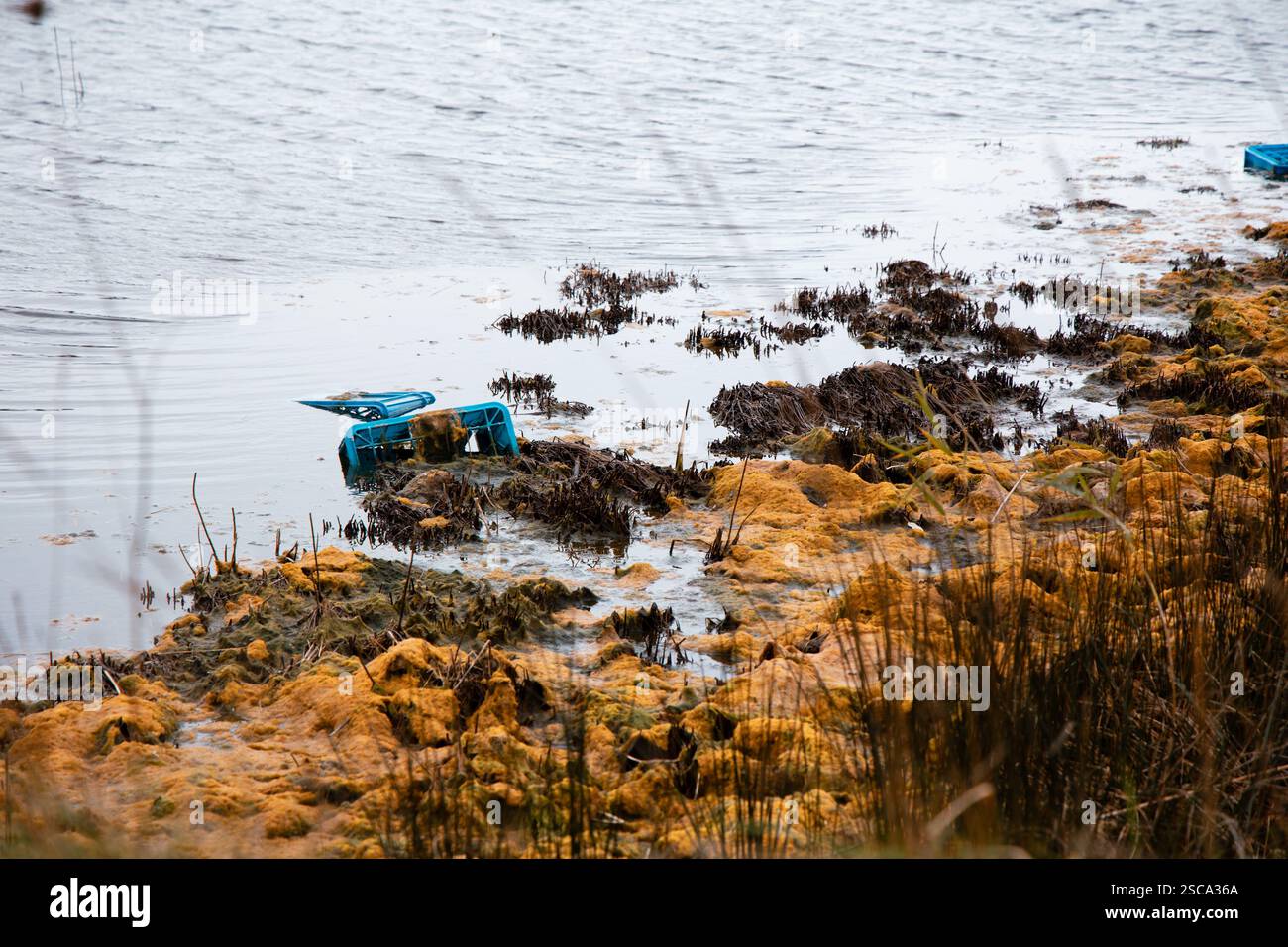 Costa inquinata con casse galleggianti in plastica blu e acqua ricoperta di alghe Foto Stock