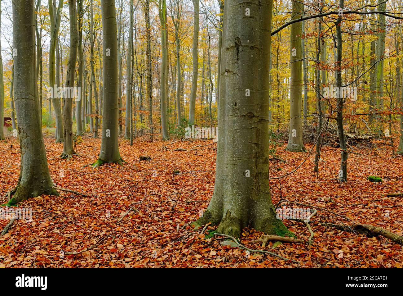 Le foglie dorate tappezzano il pavimento della foresta, creando un'atmosfera serena mentre gli alti alberi si innalzano con grazia nel tranquillo ambiente autunnale. Foto Stock