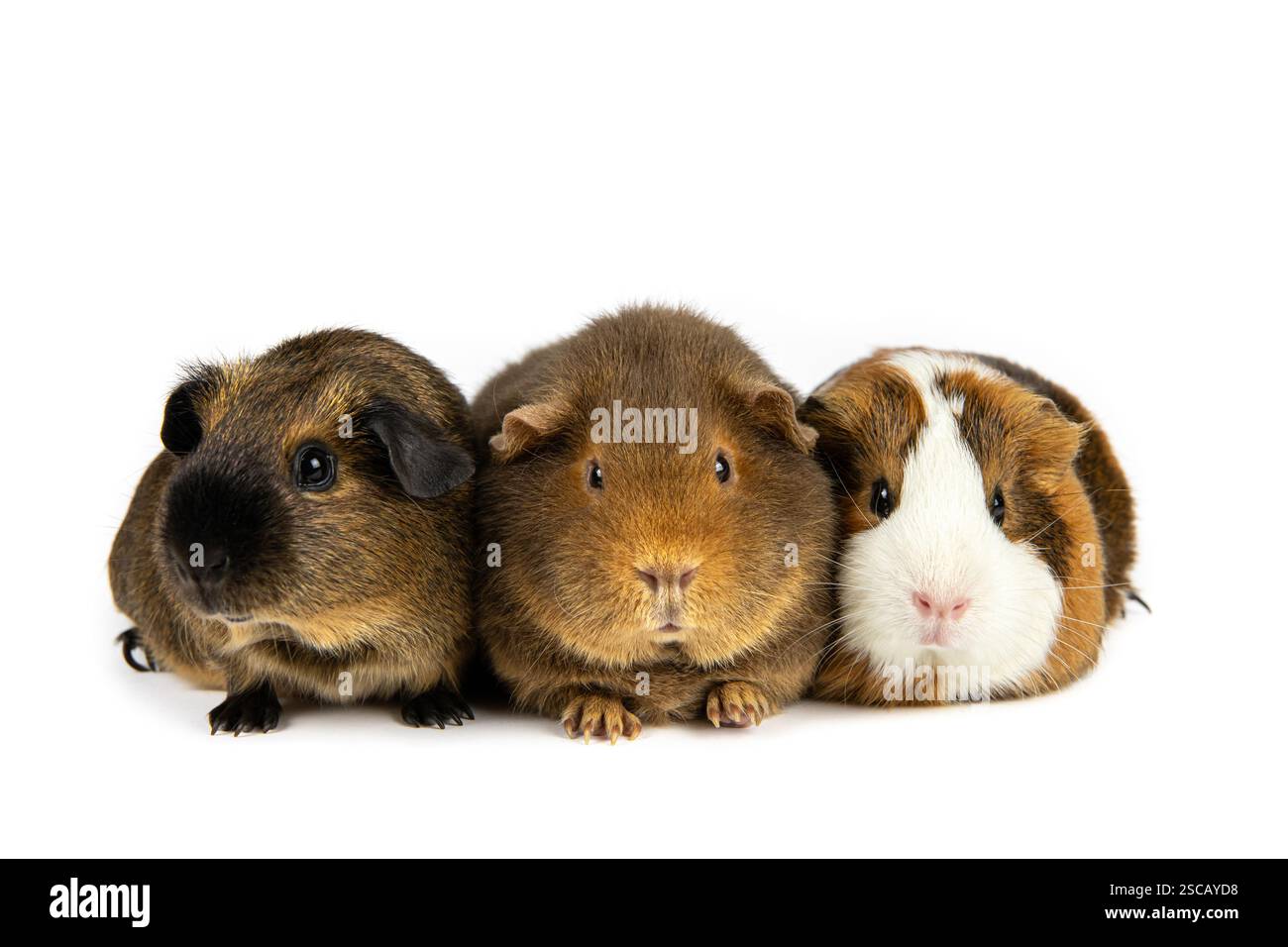 La cavia porcellus o cavia domestica, conosciuta come la caverna o caverna domestica. Tre piccoli animali di fila, razza chiamata Teddy. Foto Stock