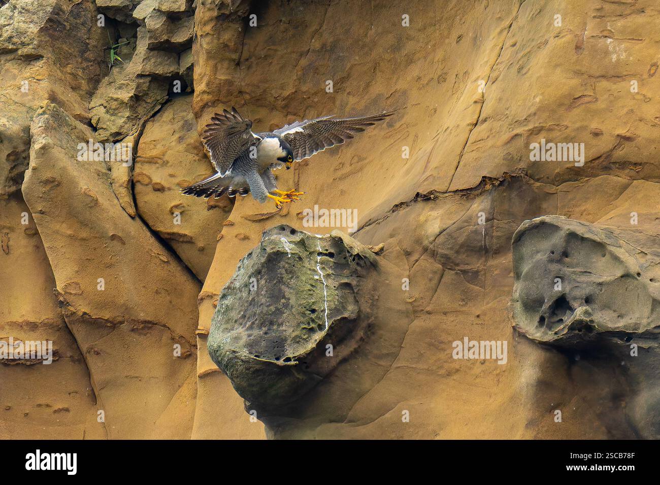 Falco Peregrine che si prepara ad atterrare su una scogliera Foto Stock