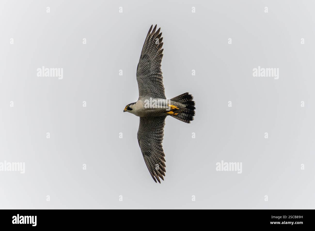Falco Peregrine in volo con ali spalmate aperte Foto Stock