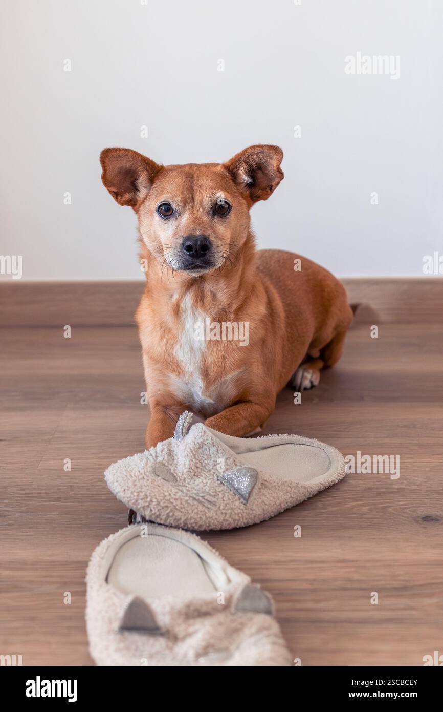 Un cane bruno ben addestrato giace su un pavimento di legno con vecchie morbide pantofole a forma di gatto, che illustrano il comportamento calmo e un'atmosfera accogliente Foto Stock