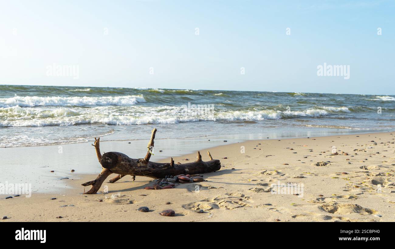 Tronco d'albero con nodi e pietre bagnate sulla riva del Mar Baltico sullo sfondo di onde con schiuma bianca alla luce di fondo del sole sulla Curonian Spit, K. Foto Stock