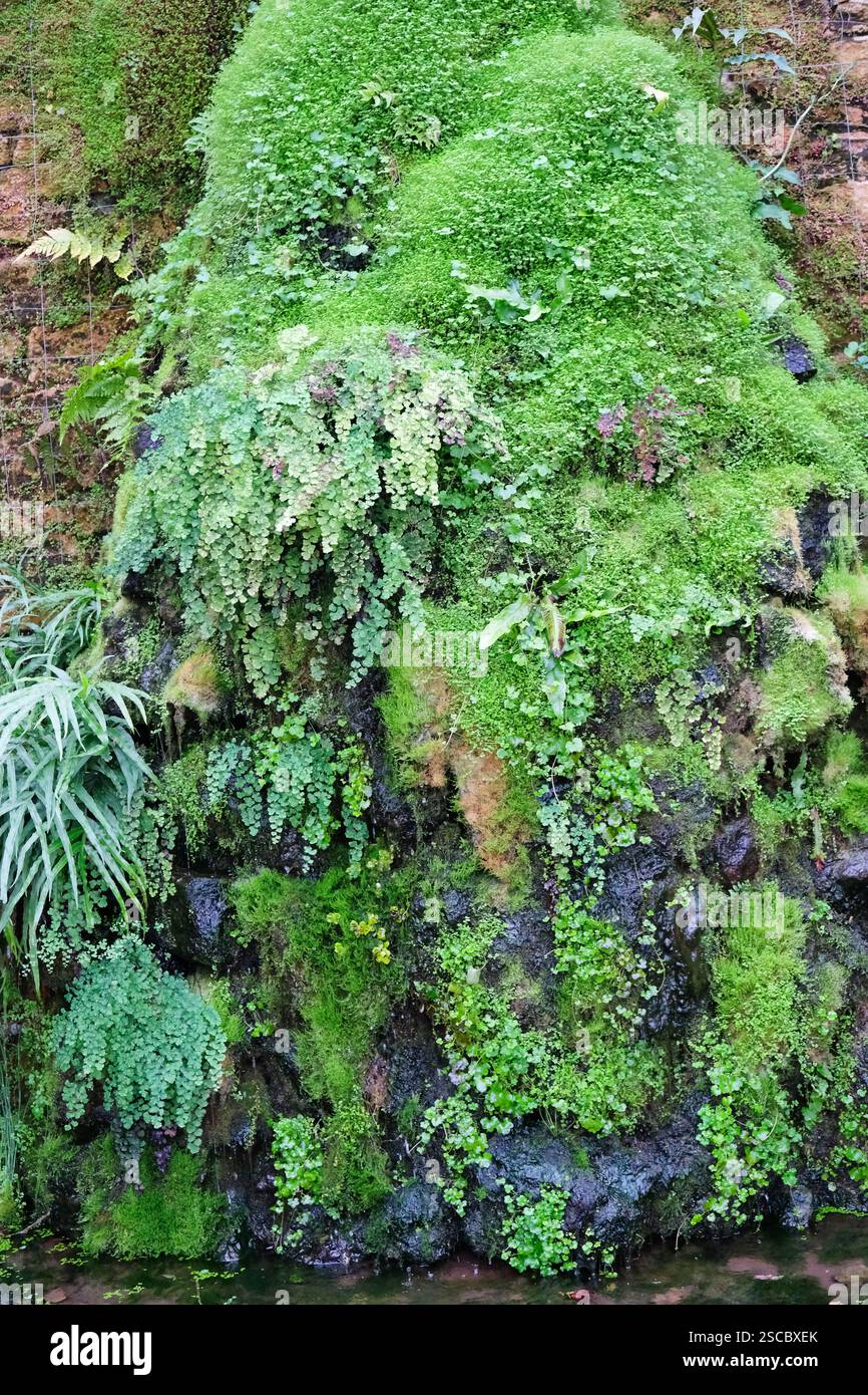 Muschi e felci assortiti che crescono su una parete rocciosa umida sotto copertura in una serra Foto Stock
