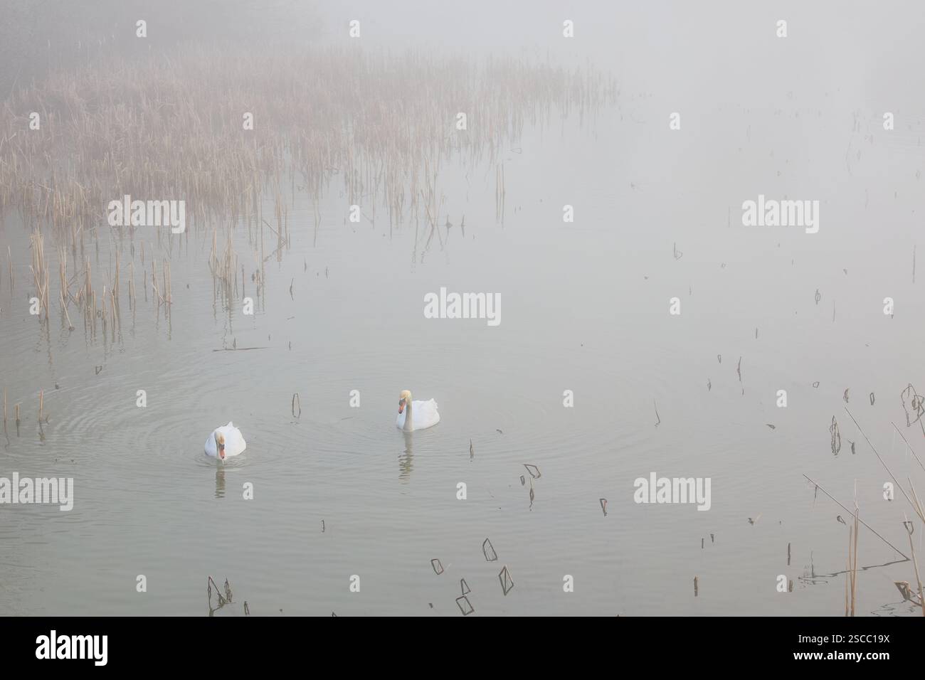 Due cigni muti (Cygnus olor) su un lago nebbioso alla luce del sole del mattino: Un'immagine color pastello chiaro con spazio di copia. Foto Stock