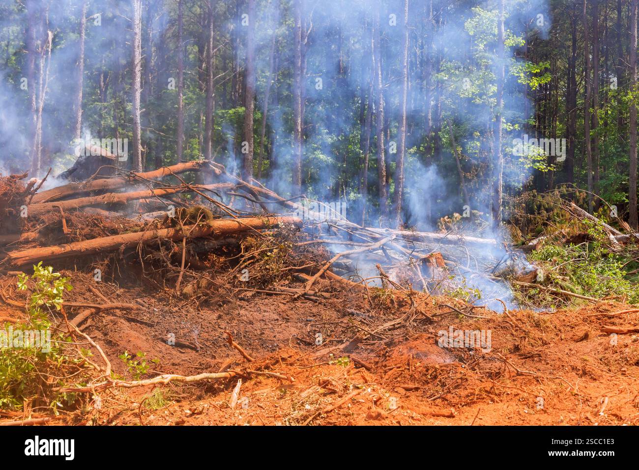 Il fumo riempie la fitta foresta mentre la vegetazione viene ripulita per gli alberi caduti ecologici bruciano la devastazione del fuoco Foto Stock