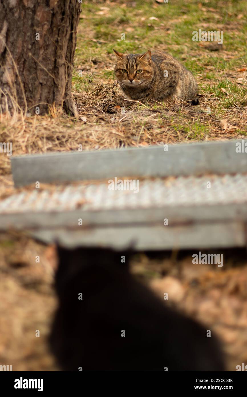 Due gatti che si guardano intensamente l'un l'altro prima di una possibile lotta Foto Stock