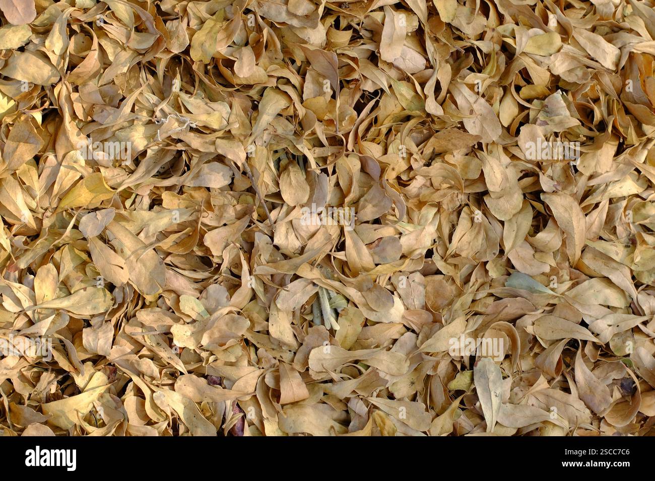 Una vista dettagliata delle foglie secche che che formano una texture naturale, che mette in risalto i toni terrosi e l'estetica autunnale. Perfetto per sfondi, design naturalistici, mare Foto Stock