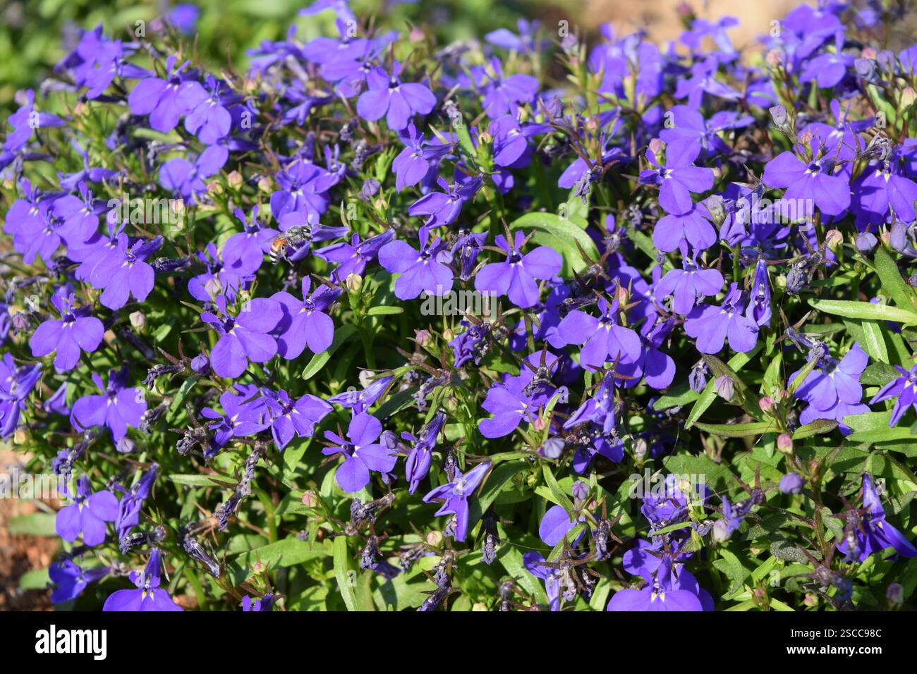 Vibrant Blue Flowers-Lobelia Foto Stock