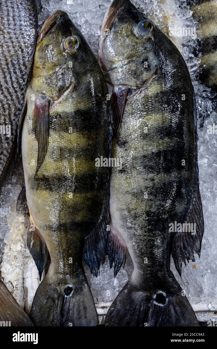 Primo piano di spigola fresca di pavone o tucunare in portoghese, in vendita al mercato del pesce di Santos, Brasile Foto Stock