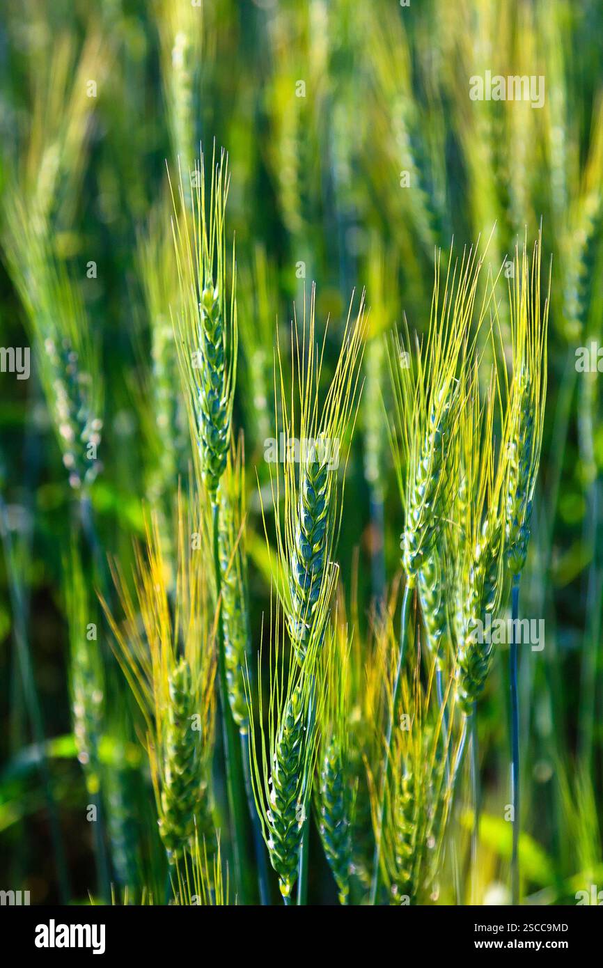 Campo di grano verde con punte gialle. Il grano è alto e il campo è pieno di esso Foto Stock